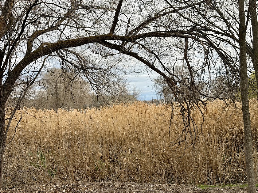 Brown grasses near the Japanese Peace Garden are starting to show signs of life with green at the base as spring catches on. Temps this week will hover near 60 with lows in the mid-30s all week.