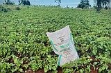 War in Iran sparks a global fertilizer shortage and threatens food prices