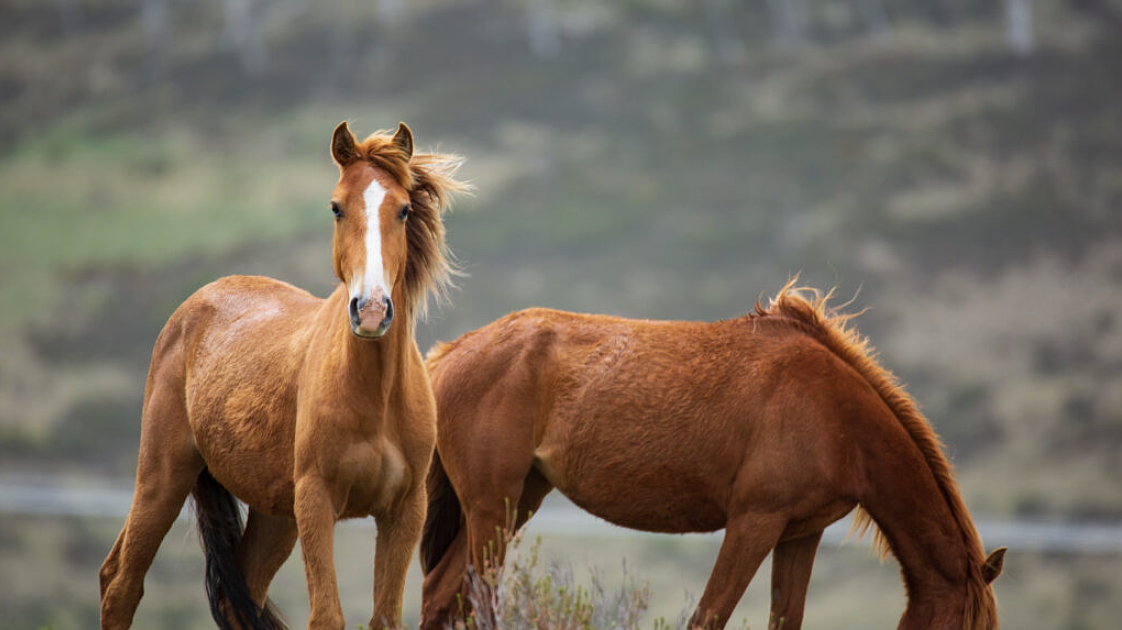 PET TALK: Tackling tetanus: A large animal owner’s guide