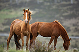PET TALK: Tackling tetanus: A large animal owner’s guide