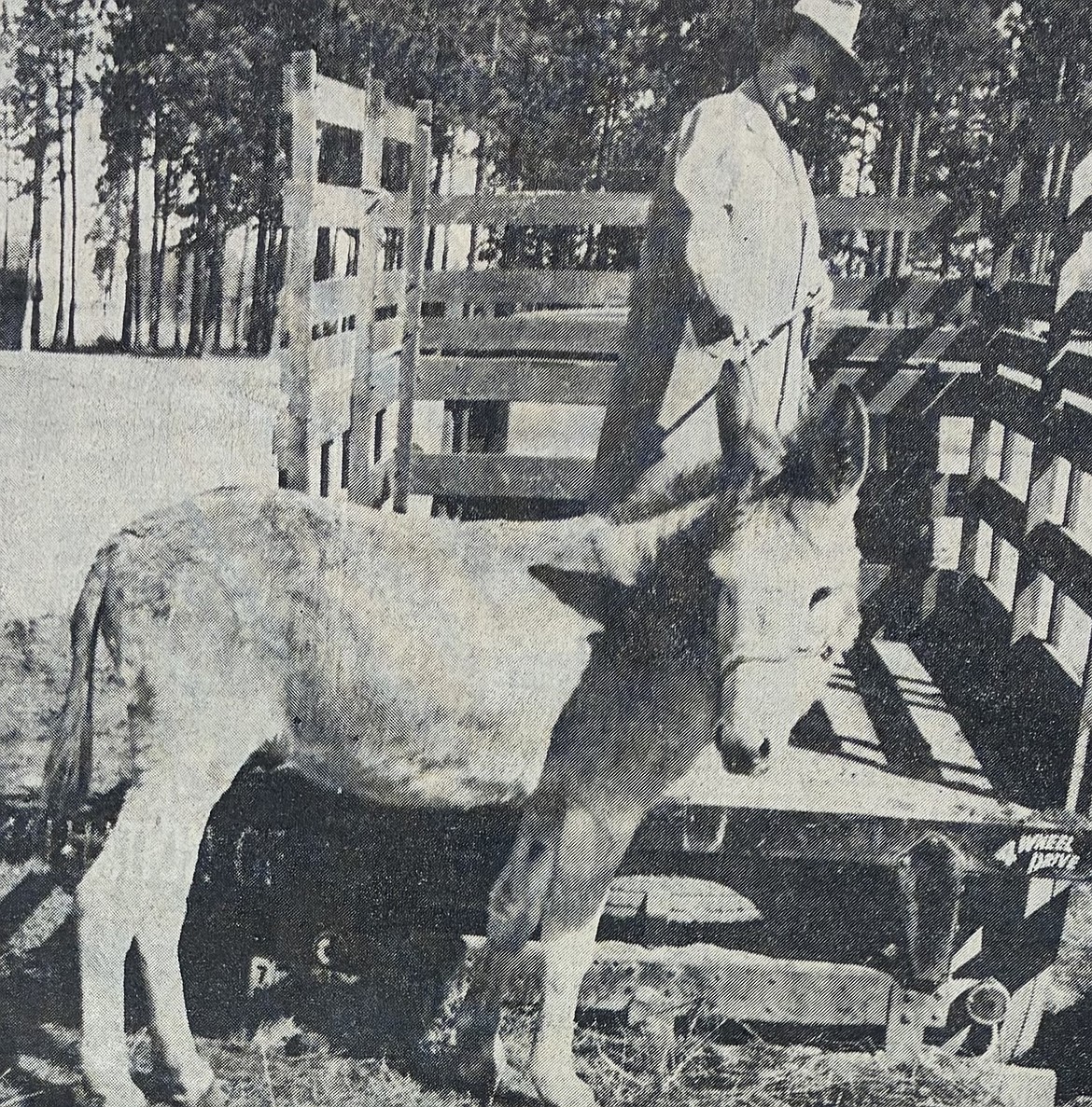 Owner Mark Richeson loads Harry Truman, his stubborn mule, into a truck before the 1956 opening of his Markshire Club in Coeur d’Alene.