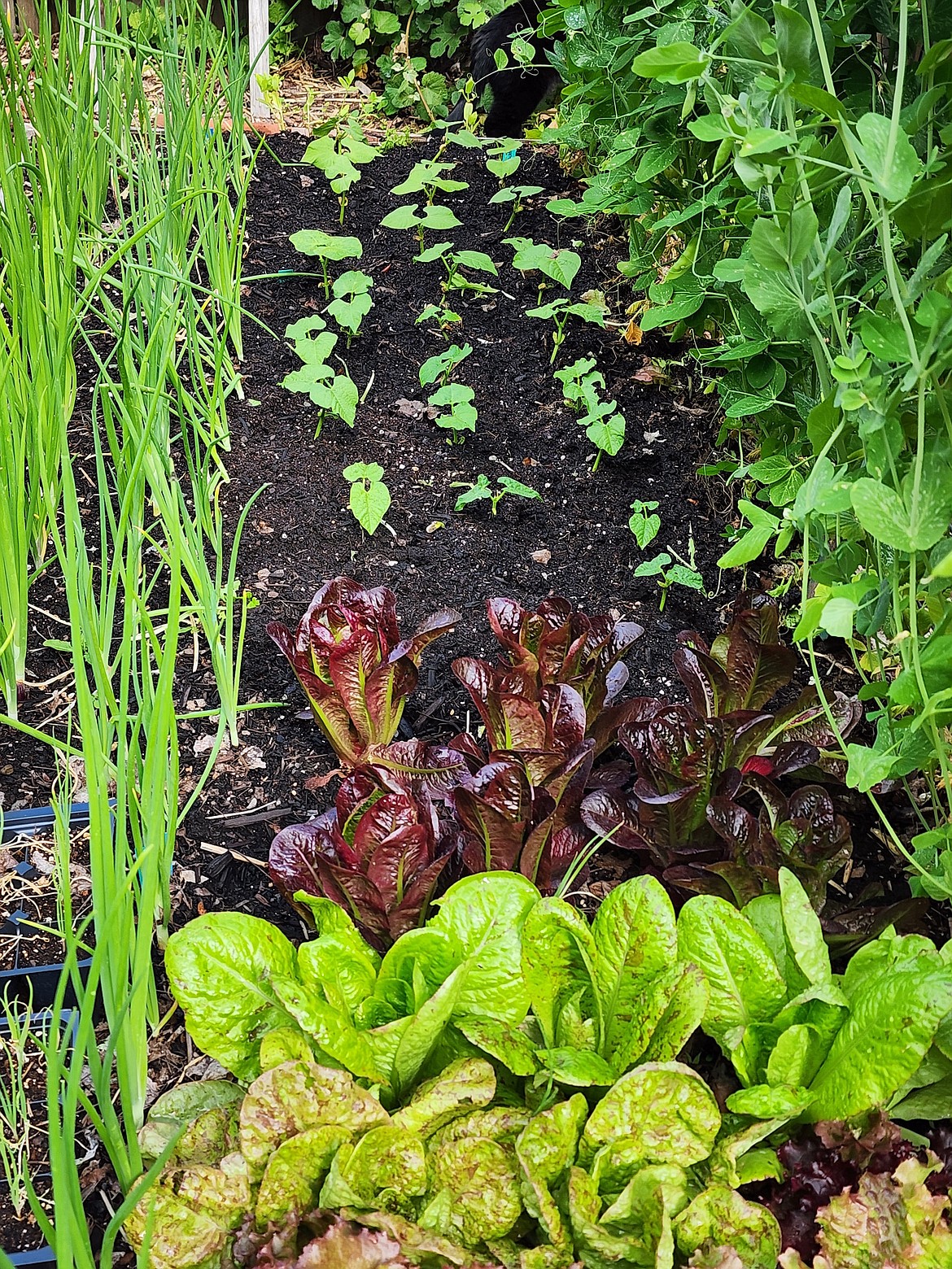 Once early spring crops begin to fade, you can transition the bed into summer crops, like beans, tomatoes, and peppers.