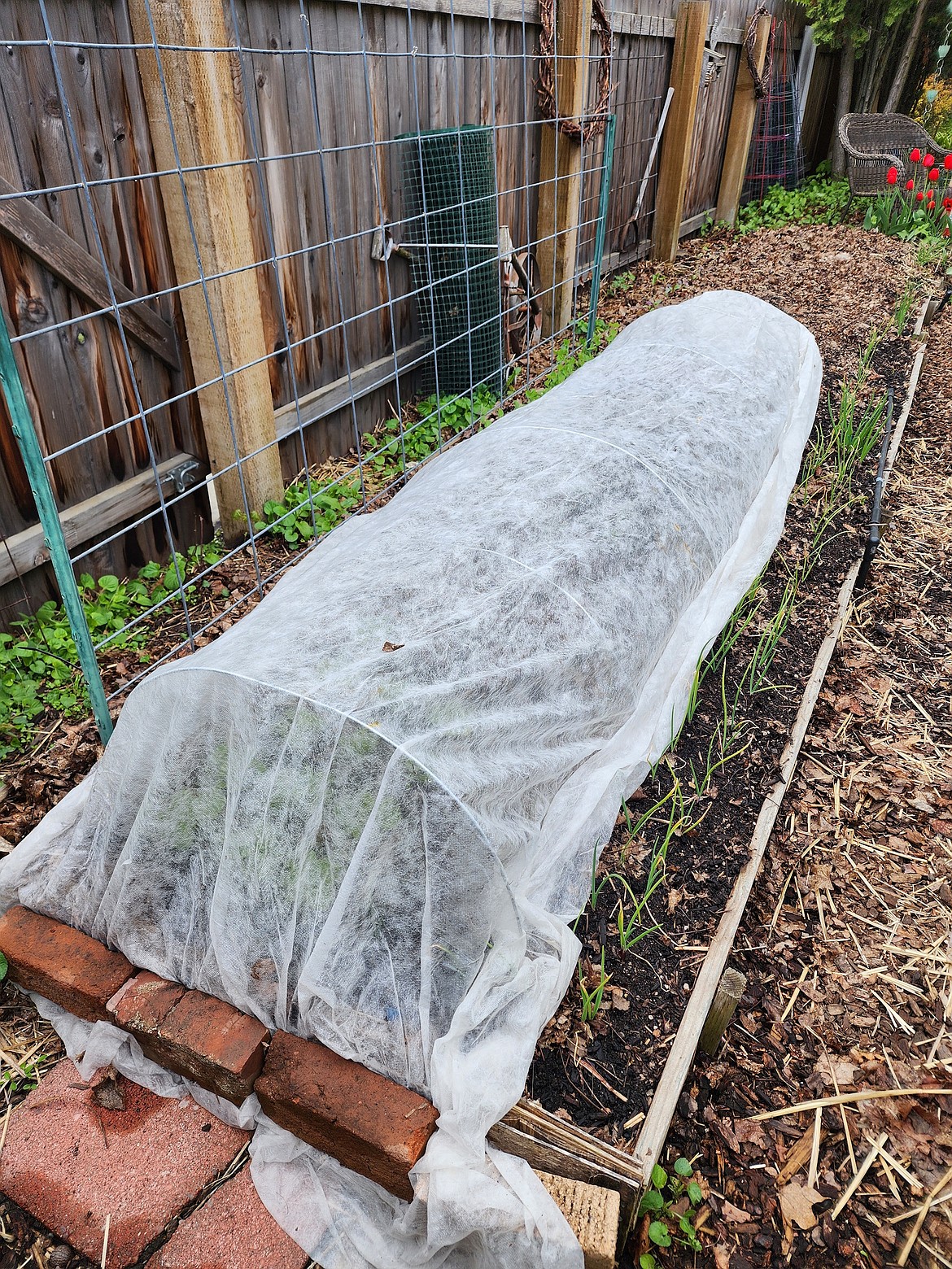 Cool-season crops are frost-hardy, but it’s always a good idea to have some protection on hand, like this floating row cover, to protect young seedlings from wind and late frosts.