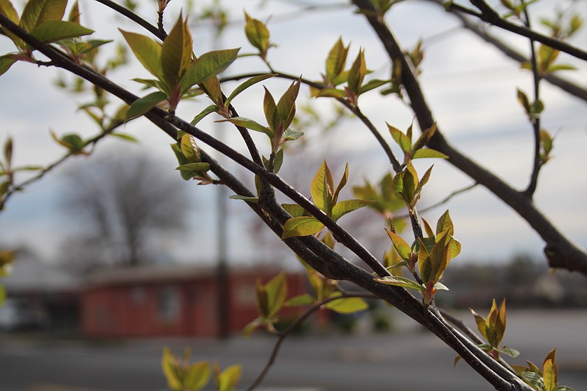 It may not seem like it, but spring really is here – or at least the trees think so.