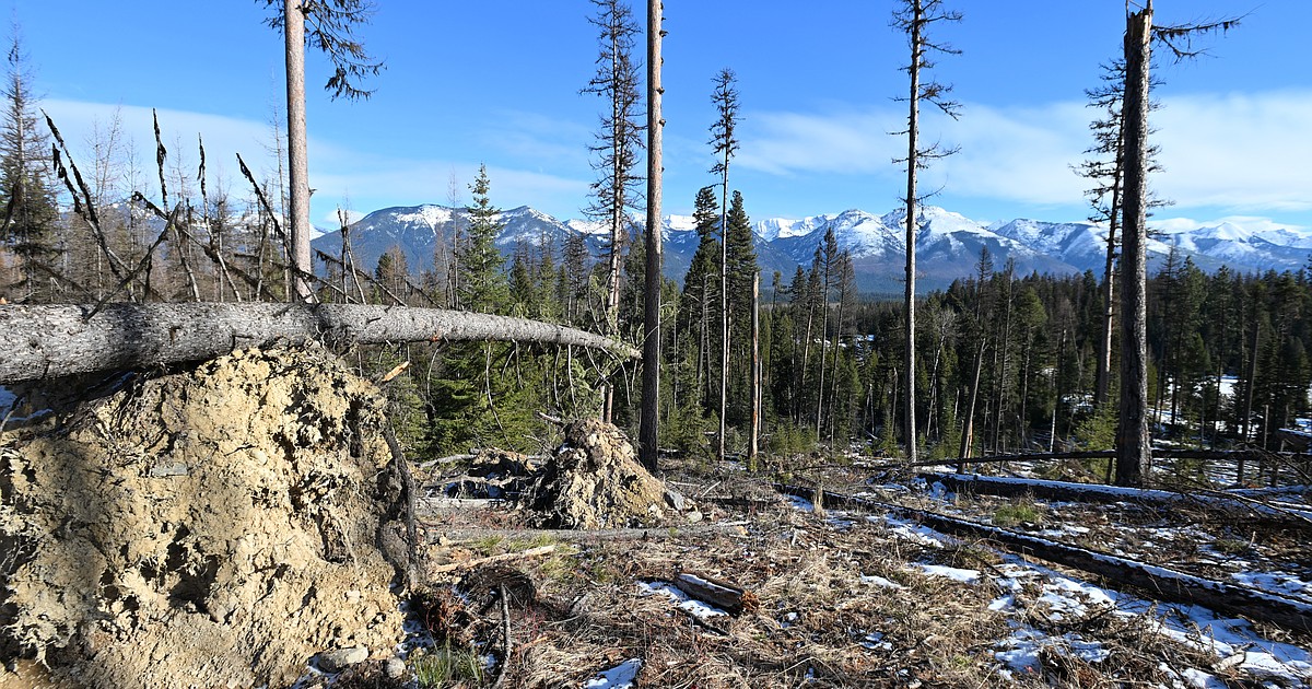 Warm winter challenges Northwest Montana timber industry