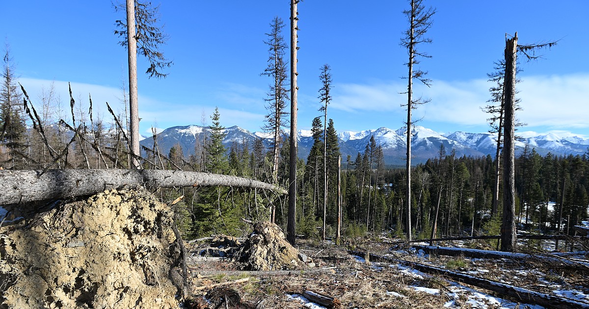 Warm winter challenges regional Montana timber industry