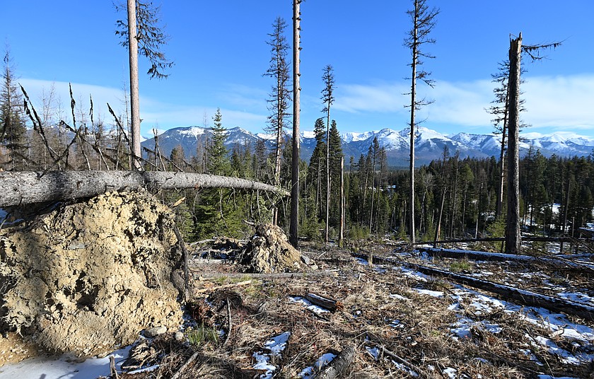 Windthrow clutters a recently thinned unit in the Flathead National Forest, near Salmon Prairie. (Hailey Smalley/ Daily Inter Lake)