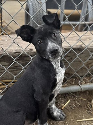 Bran-d new family member