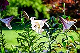 Lovely lilies can grow and spread as easily as daffodils