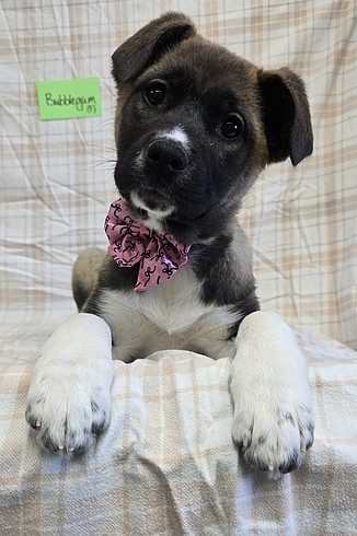 Color your world with Bubble Gum