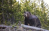 Judge: USFS must consider grizzlies before logging project can proceed
