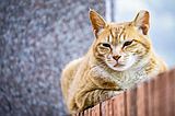 PET TALK The benefits of community Trap-Neuter-Return programs for unowned cats