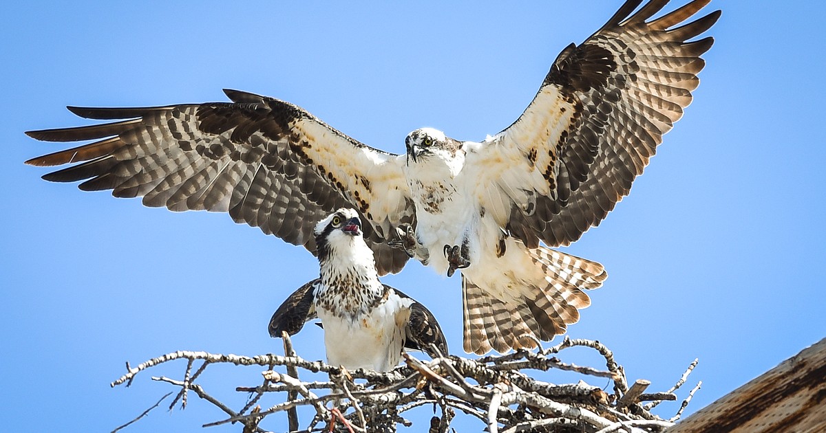 Osprey monitoring project takes flight in Northwest Montana
