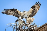 Osprey monitoring project takes flight in Northwest Montana