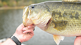 Opportunity to fish for big bass is now