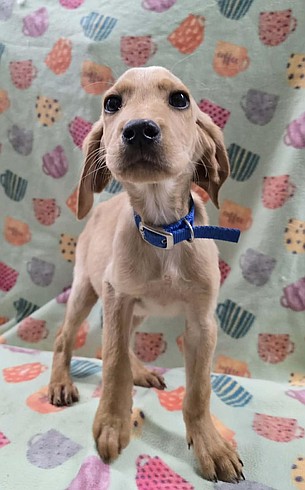 Bring home some Irish sunshine