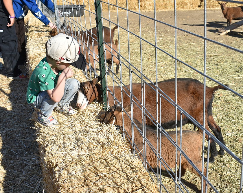 Three-year-old Lenny Mendoza of Royal City makes the acquaintance of a goat at Palmer’s Adventure Farm, located about five miles east of Moses Lake.