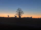 SA: Early rising elk