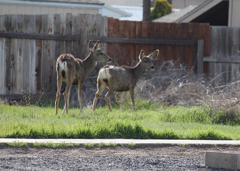A pair of deer stop for a look at the neighborhood in the yard of a Moses Lake residence.