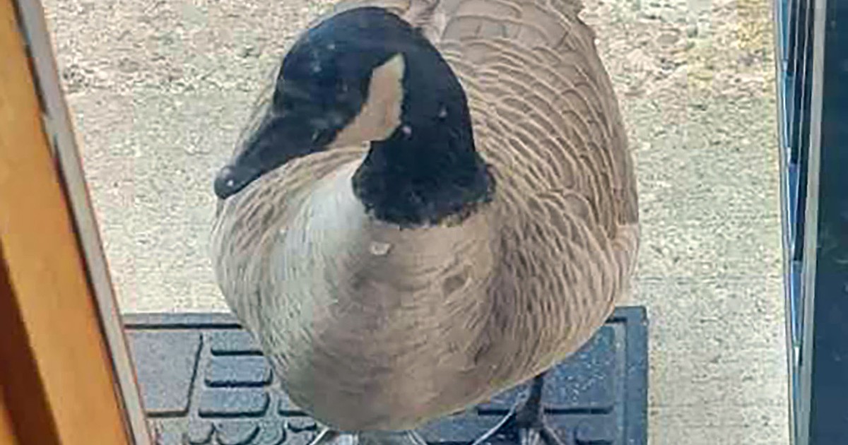 Canada goose finds birds of a feather in Whitefish