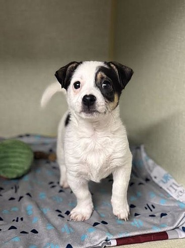 Color Tate, then come meet him