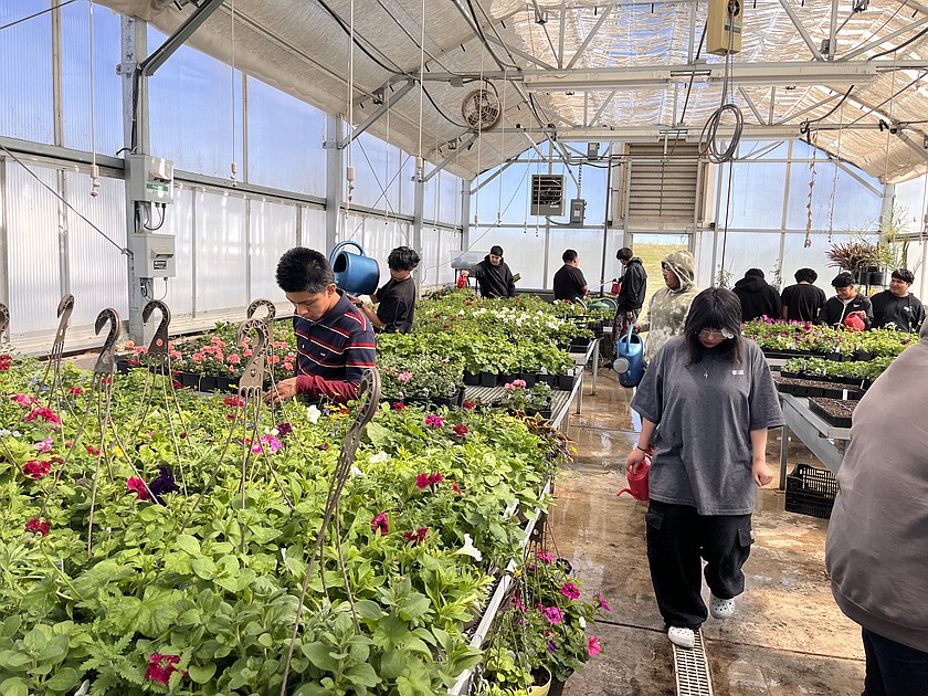 Wahluke High School students work in the green house in preparation for this year’s plant sale April 23-25. At least nine Basin high schools will have plant sales over the next couple of weeks.