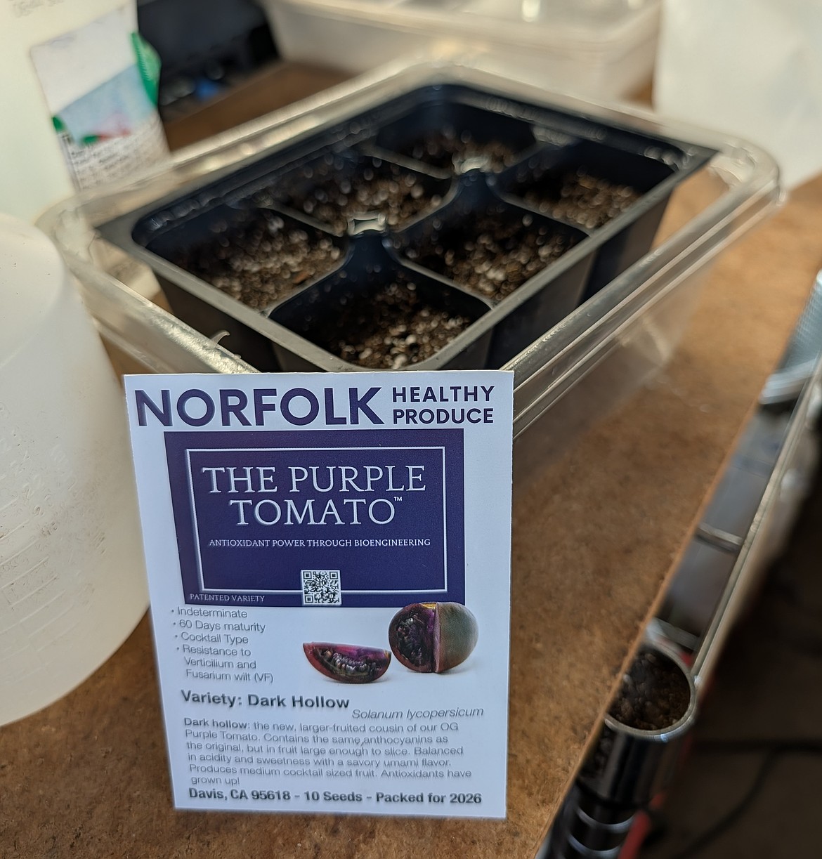 The first genetically modified vegetable seed available to home gardeners is the Purple Tomato, created by Norfolk Healthy Produce in 2024.