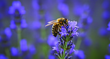 It’s OK to love all the bees (the honey bees, too)