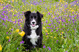 Springing to action: Shielding pets from plant toxins