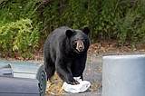 Be beary aware this summer