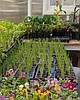 From Heirlooms to GMOs: Why I’m Growing the ‘Purple Tomato’