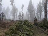 Bark Beetle Battle