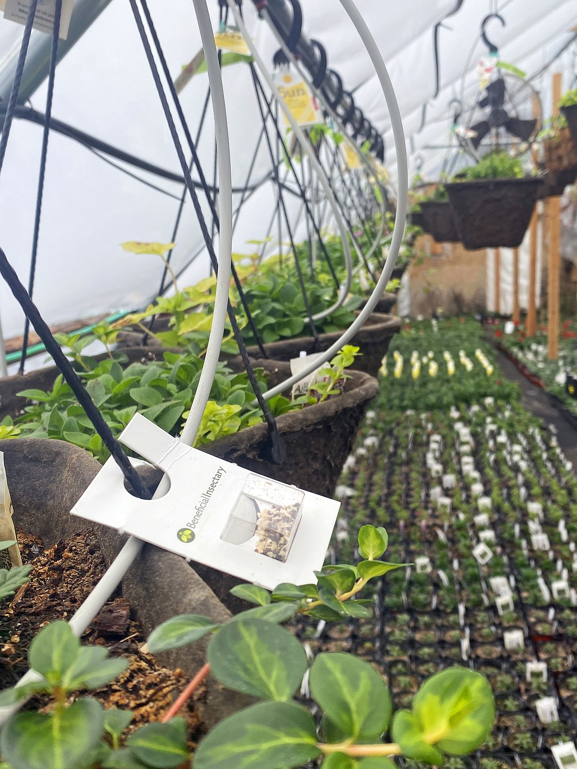 Packets of beneficial insects are seen on hanging baskets and in flats of plants at Foster Flowers Wholesale Nursery. (Julie Engler/Whitefish Pilot)