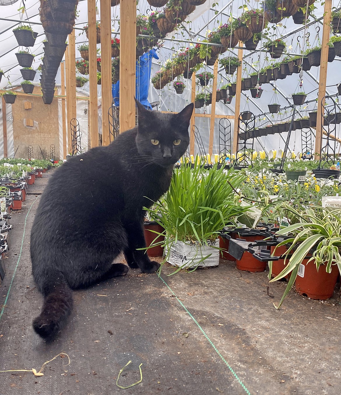 Art, a Foster Flowers cat, nibbles a banker plant. (Julie Engler/Whitefish Pilot)