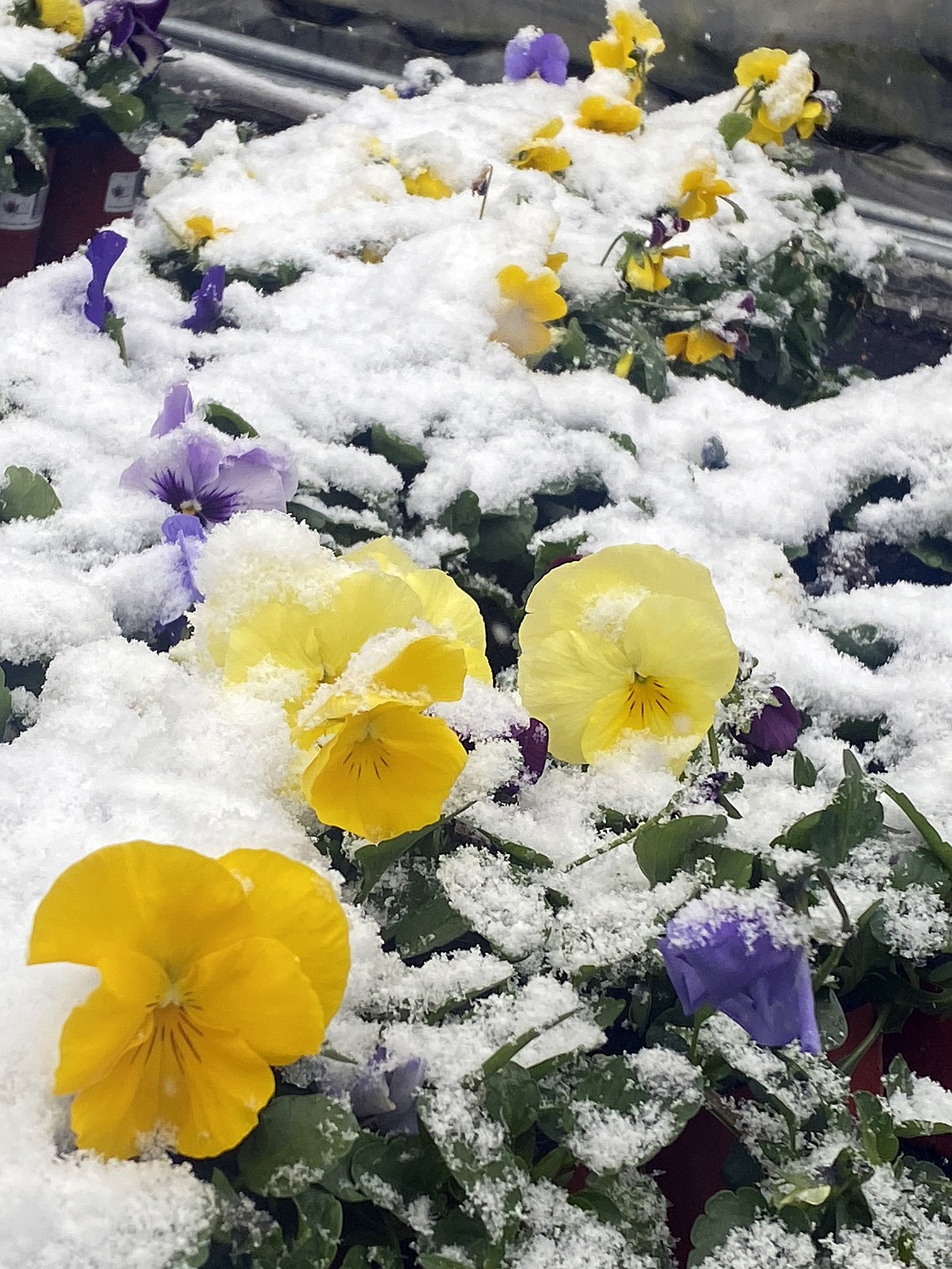 Flats of pansies relish the cold at Foster Flowers. (Julie Engler/Whitefish Pilot)