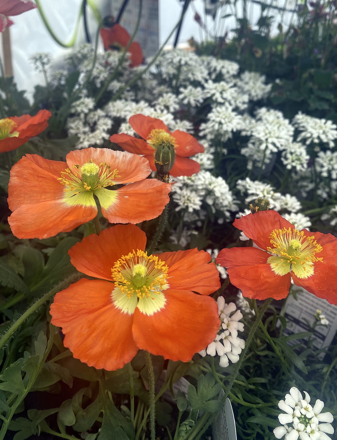 Foster Flowers Wholesale Nursery is full of fresh colors.(Julie Engler/Whitefish Pilot)