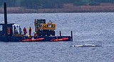 Here's what to know about Timmy, the humpback whale that's sick and stranded in the Baltic Sea