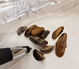 Regional agencies work to fight invasive mussels