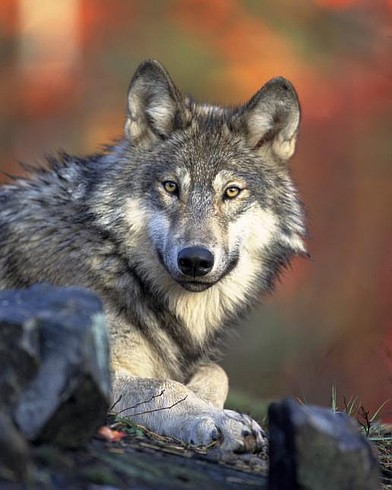 Washington wolf population climbs to record high after 17% annual increase