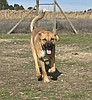 Ready to fall vine-over-paws in love?