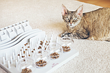 PET TALK A well-fed mind: Mealtime enrichment for cats