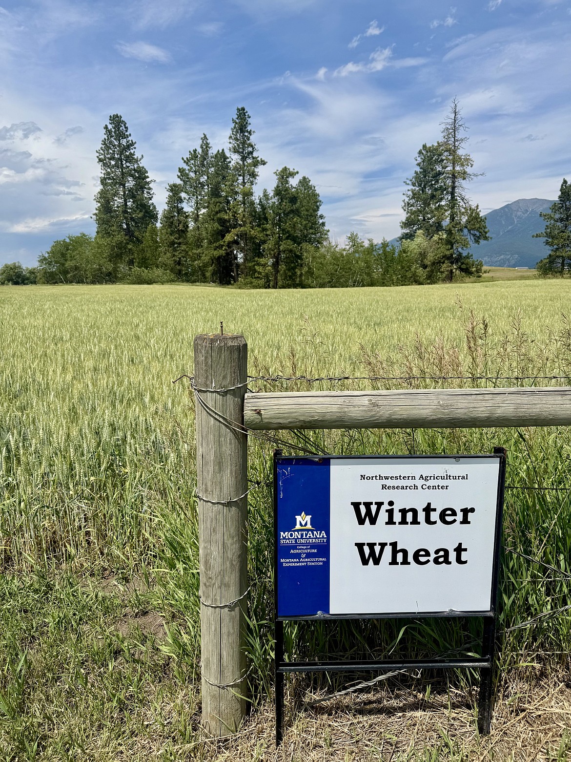 A field of winter wheat is seen at the Northwestern Agriculture Research Center’s Field Day in 2025. (Photo courtesy of the Northwestern Agriculture Research Center)