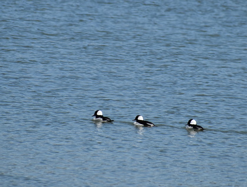 It’s not easy to get your ducks in a row, but these feathered visitors to Moses Lake had it down Monday.