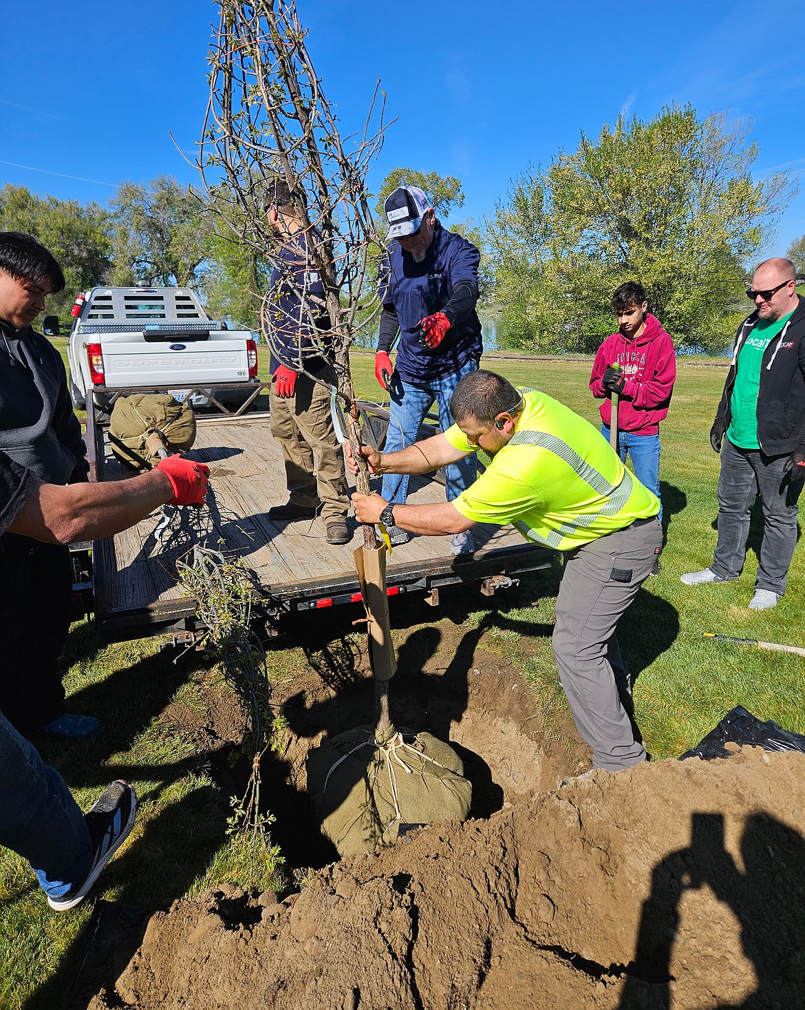 Volunteers wrangle an oak tree into the ground at Neppel Landing Saturday morning, in conjunction with the Downtown Moses Lake Association’s Spring Cleaning.