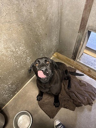 Your future best fur-end