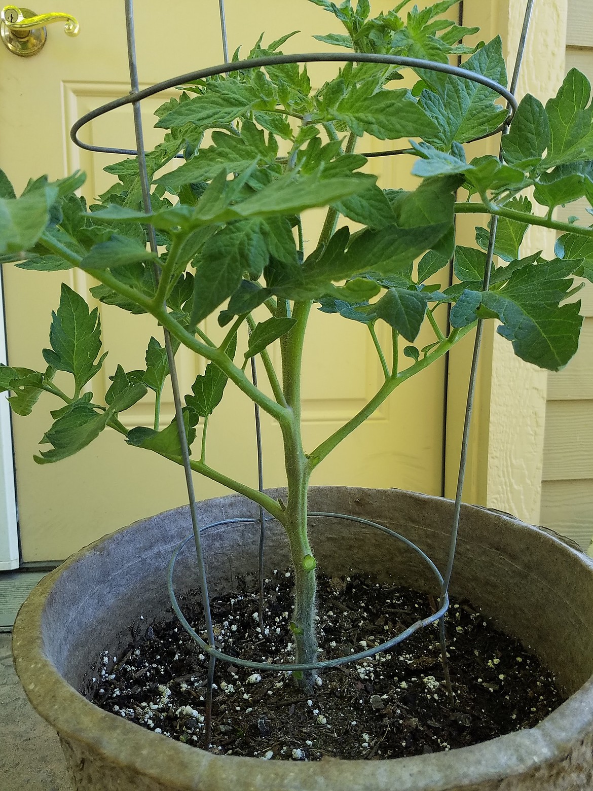 Regardless of your pruning style, all tomatoes should have their bottom leaves removed to prevent diseases like early blight.