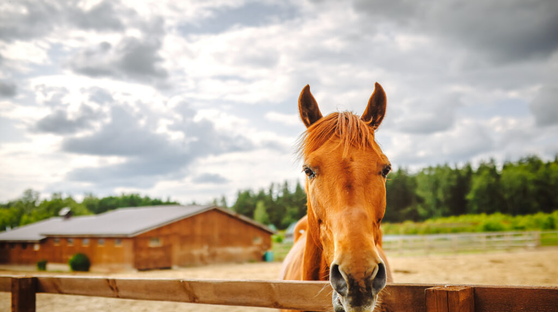 PET TALK Managing mosquito-borne diseases in horses