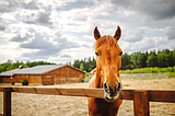 PET TALK Managing mosquito-borne diseases in horses