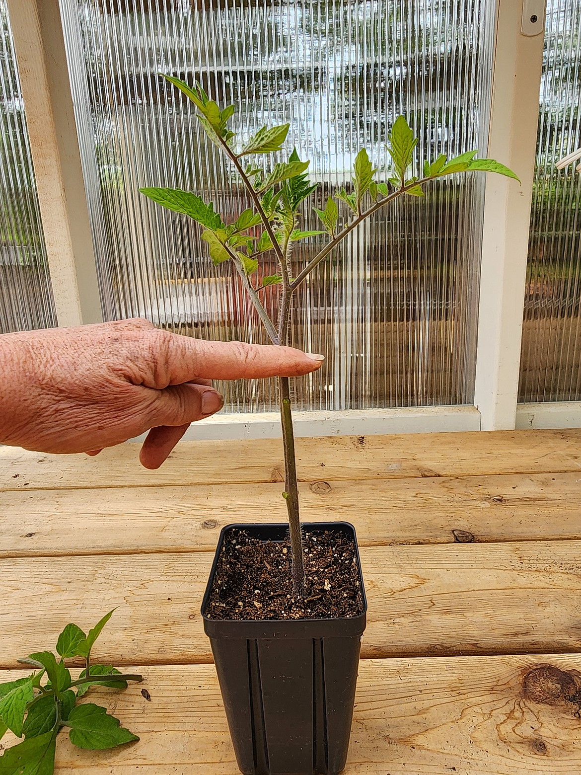 Tomatoes like to be planted deep in the soil, with about two-thirds of the stem buried.
