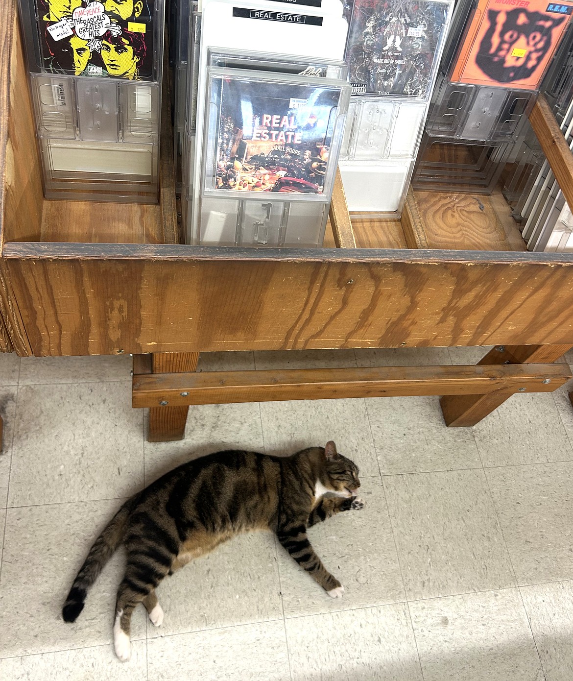 The Long Ear's cat, Major Tom, relaxes on the floor.